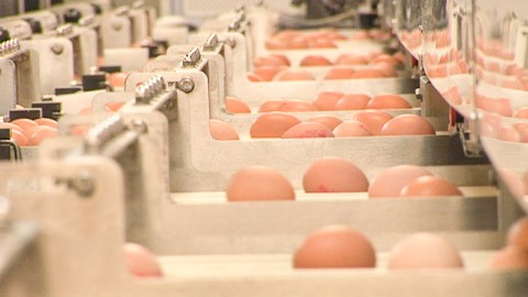 Eggs moving through a machine to be packed.